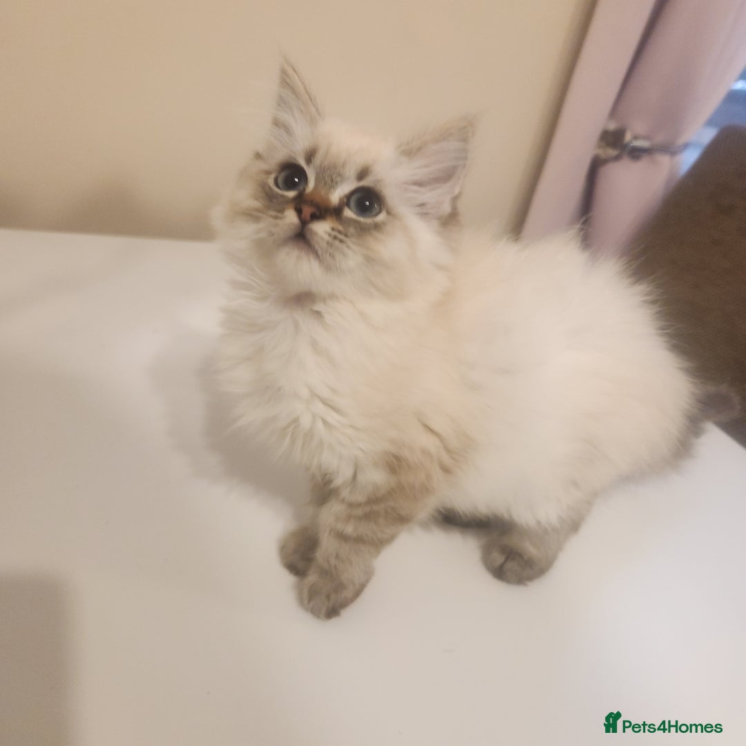 Ragdoll cats for sale: 1 boy 1 girl - Image 3