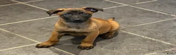 Belgian Shepherd Dog dogs for sale: Belgian Malinois Puppy - Ready - Advert 1