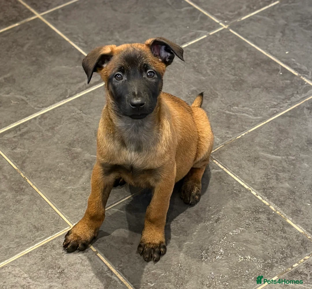 Belgian Shepherd Dog dogs for sale: Belgian Malinois Puppy - Ready - Advert 1
