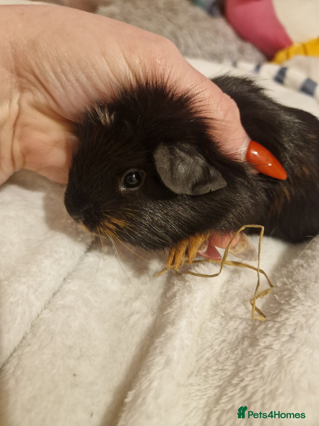 Guinea Pig rodents for sale: Trio male guineas - Advert 13