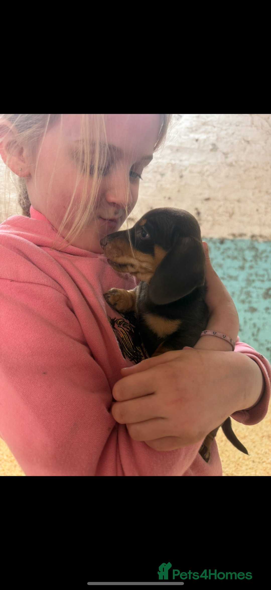 Miniature Dachshund dogs for sale: Super cute mini Daxis  - Advert 9