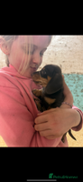Miniature Dachshund dogs Super cute mini Daxis - Advert 9