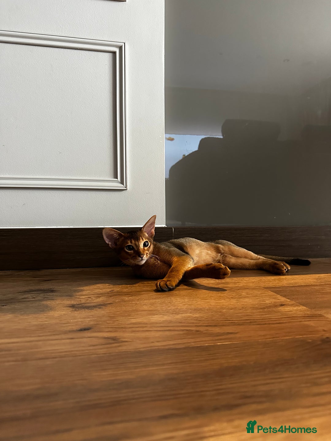 Abyssinian cats for sale: Perfect Boy Ready to Go 😻💙 - Image 5