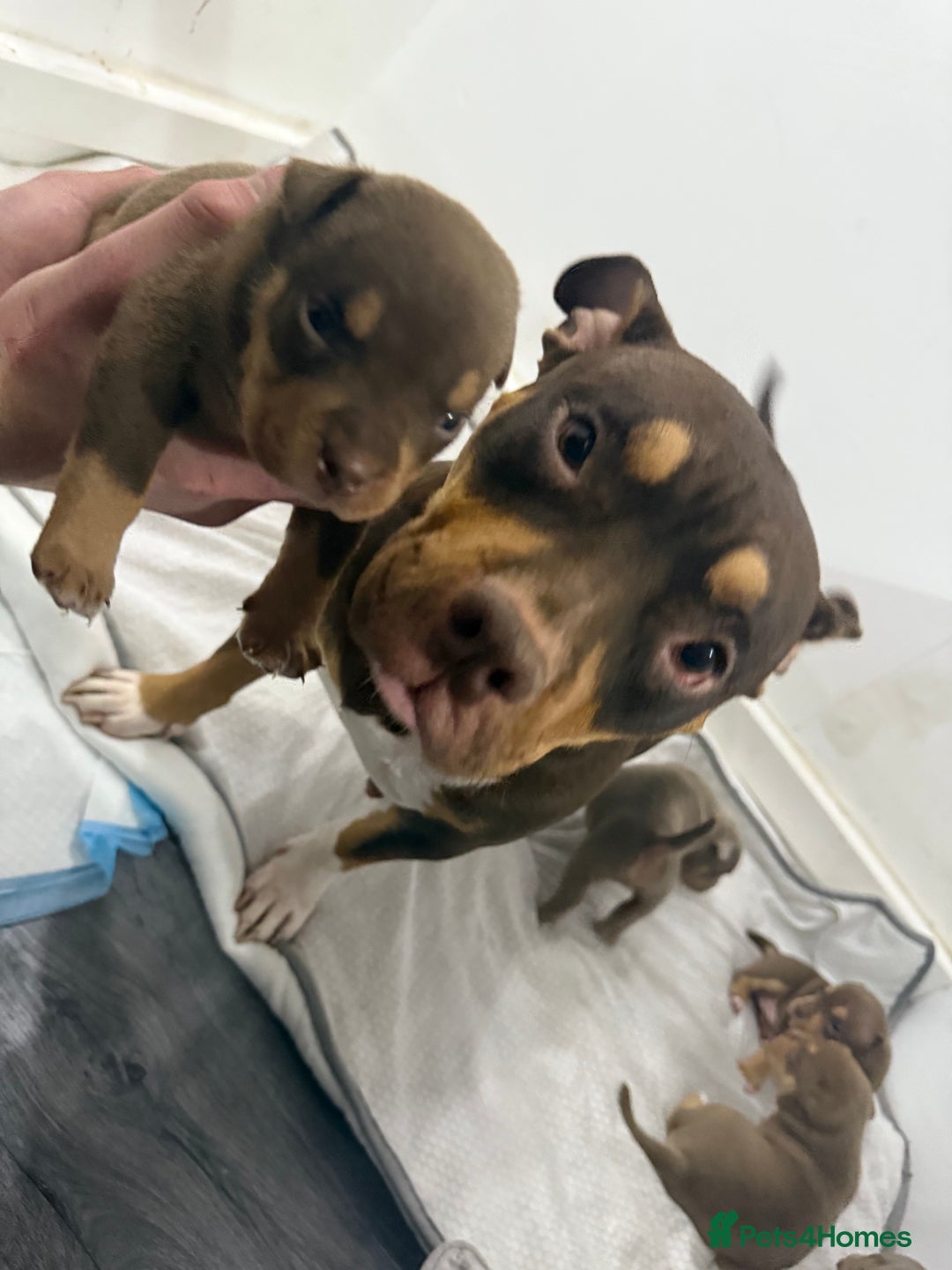 American Bully dogs for sale: Beautiful little pocket bullies for sale - Advert 31