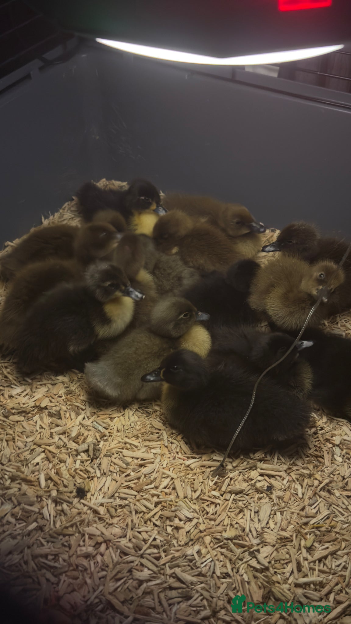 Ducks poultry Runner ducklings  - Advert 1