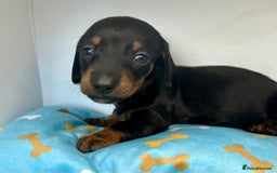 Miniature Dachshund dogs for sale: Miniature Dachshund - 1 Black and tan girl left - Image 2