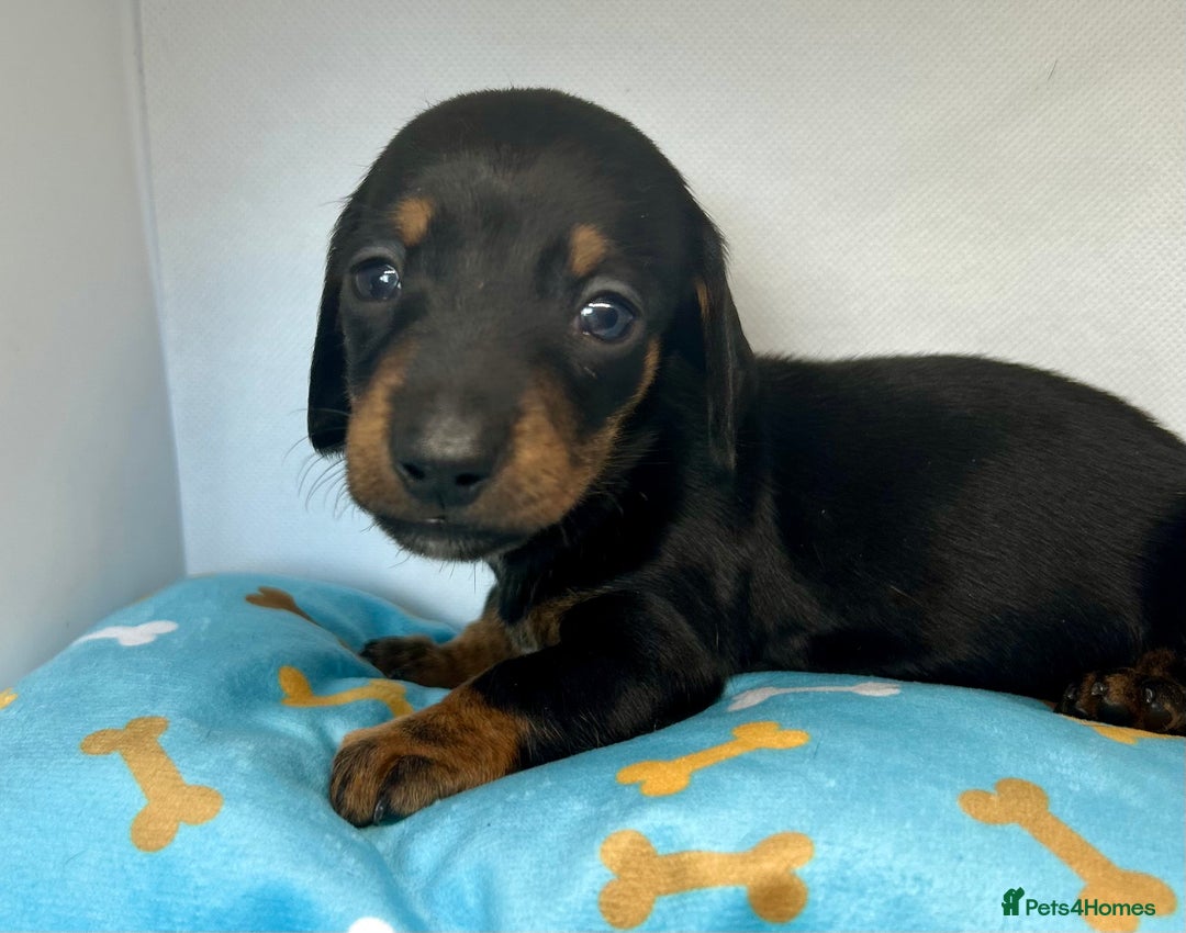 Miniature Dachshund dogs for sale: Miniature Dachshund - 1 Black and tan girl left - Image 2