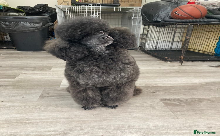 Poodle dogs in Wareham - Advert 1