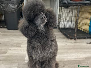Poodle dogs Extensively health tested, toy poodle stud in Wareham - Advert 1