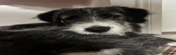 Mixed Breed dogs for adoption: Meet MOMO & BAMBOO in Kyle - Advert 2