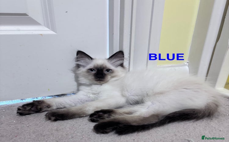 Ragdoll cats - Advert 8