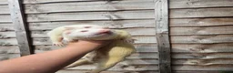Ferret rodents for sale: 2 albino jills  - Advert 14
