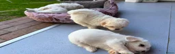 Mixed Breed dogs for sale: Bichon frise  in Bedford - Advert 8