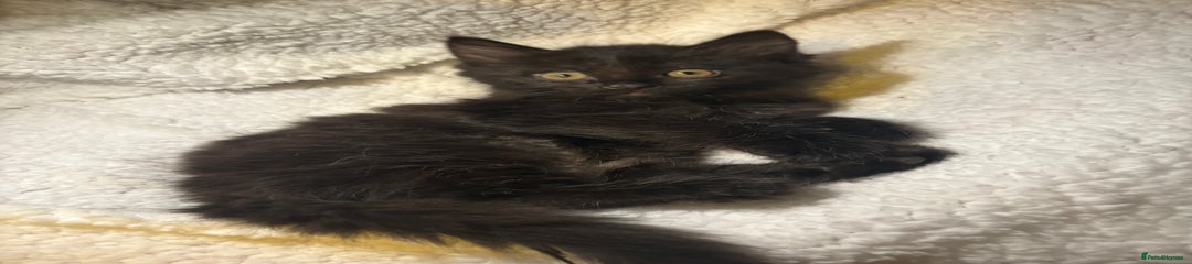 Mixed Breed Kitten 3