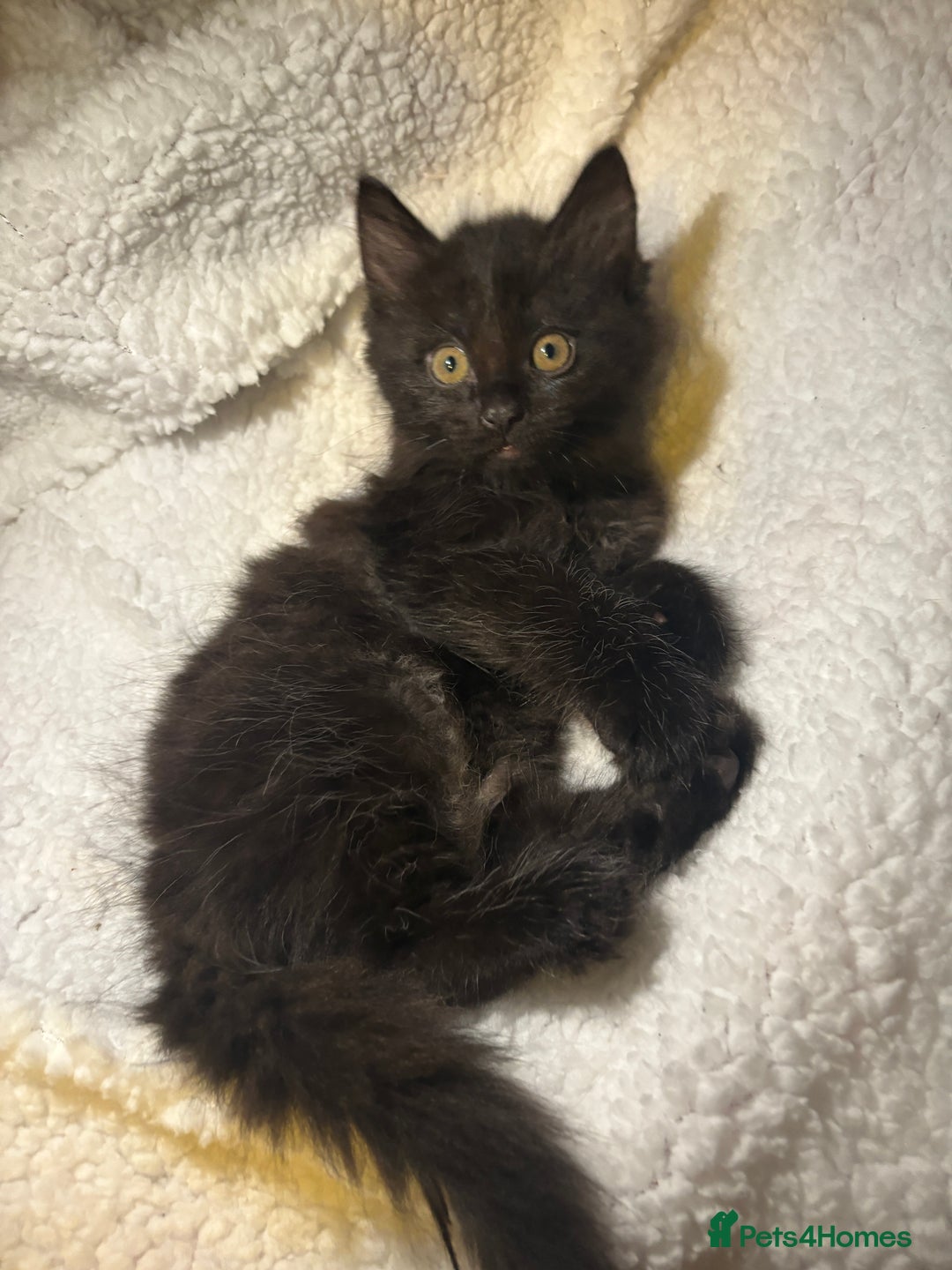 Mixed Breed cats for sale: Fluffy Kittens For Sale  - Image 6