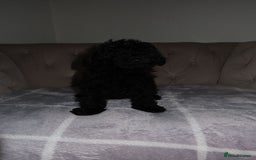 Toy Poodle dogs for sale: Toy poodle puppy - Image 13