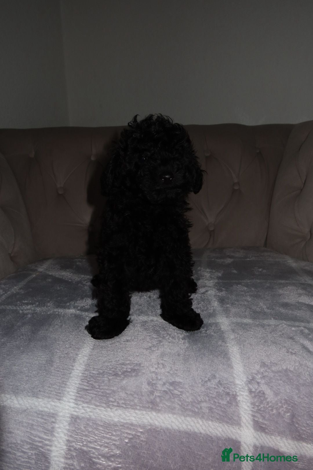 Toy Poodle dogs for sale: Toy poodle puppy - Image 13
