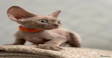 Devon Rex cats - Advert 5