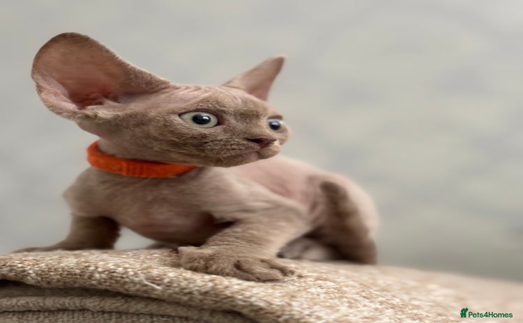 Devon Rex cats - Advert 2