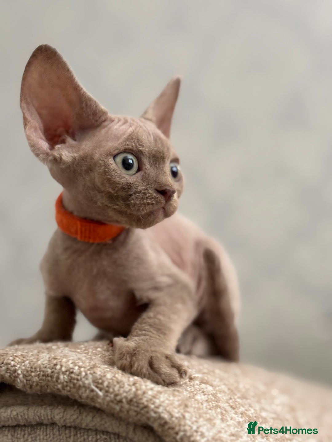 Devon Rex cats for sale: TICA Registered- Lilac Devon Rex Kittens - Image 3