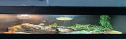 Bearded Dragon reptiles for sale: Darla  - Advert 3