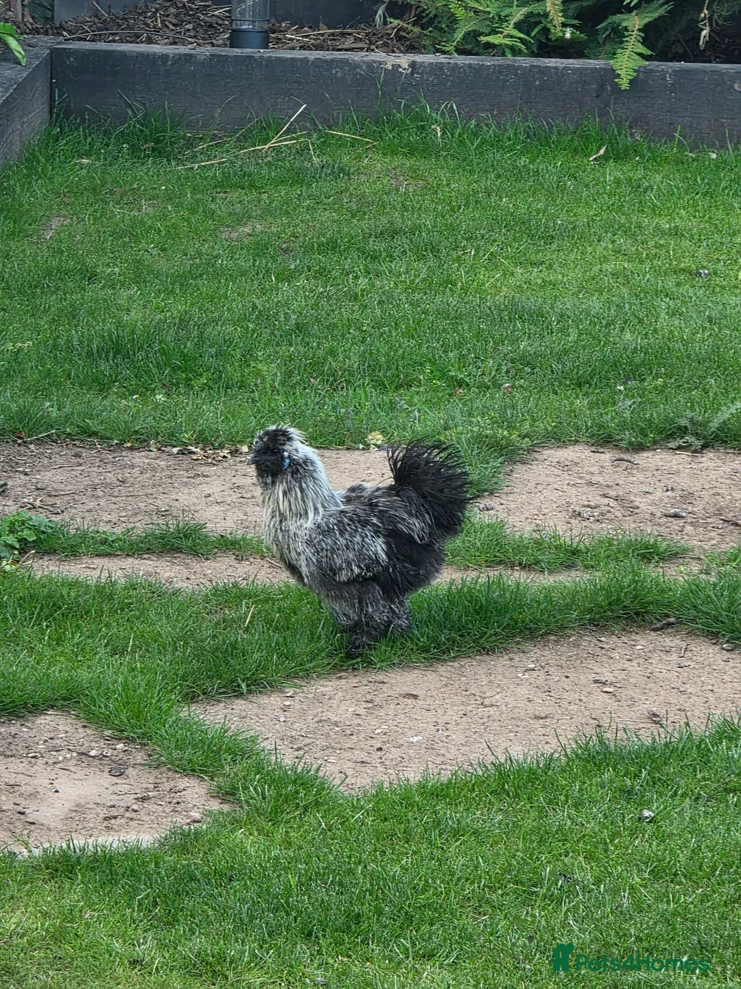 Chickens poultry for sale: Free silkie rooster  in Ilkeston - Advert 2