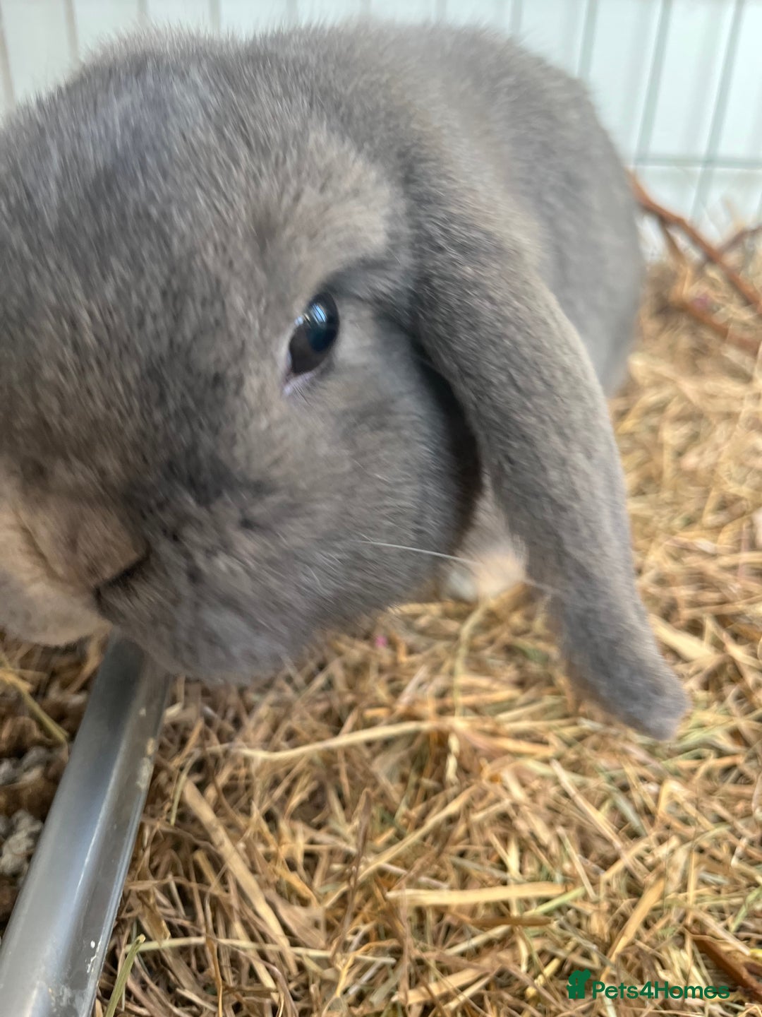 Mini Lop rabbits for sale: Mini lop male rabbit - Advert 3