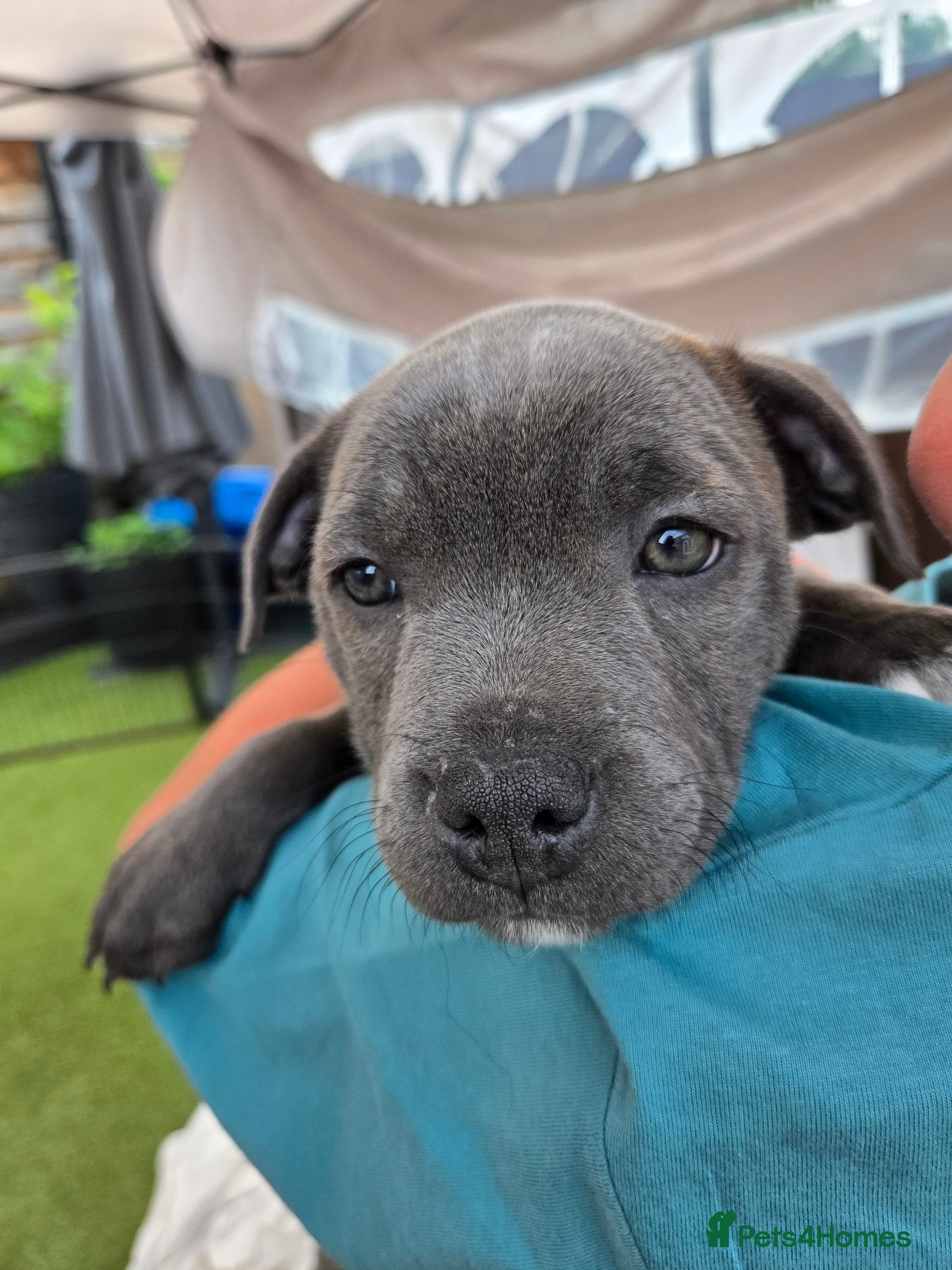 Staffordshire Bull Terrier dogs Pure Blue Staffordshire Bull Terrier Puppy  - Advert 14