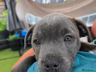 Staffordshire Bull Terrier dogs 9wks Ready to go Staffordshire Bull Terrier Puppy - Advert 1