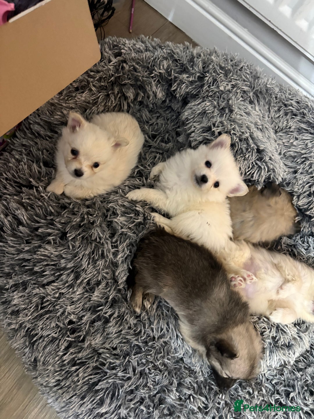 Pomeranian dogs for sale: Pomeranian puppies - Advert 4