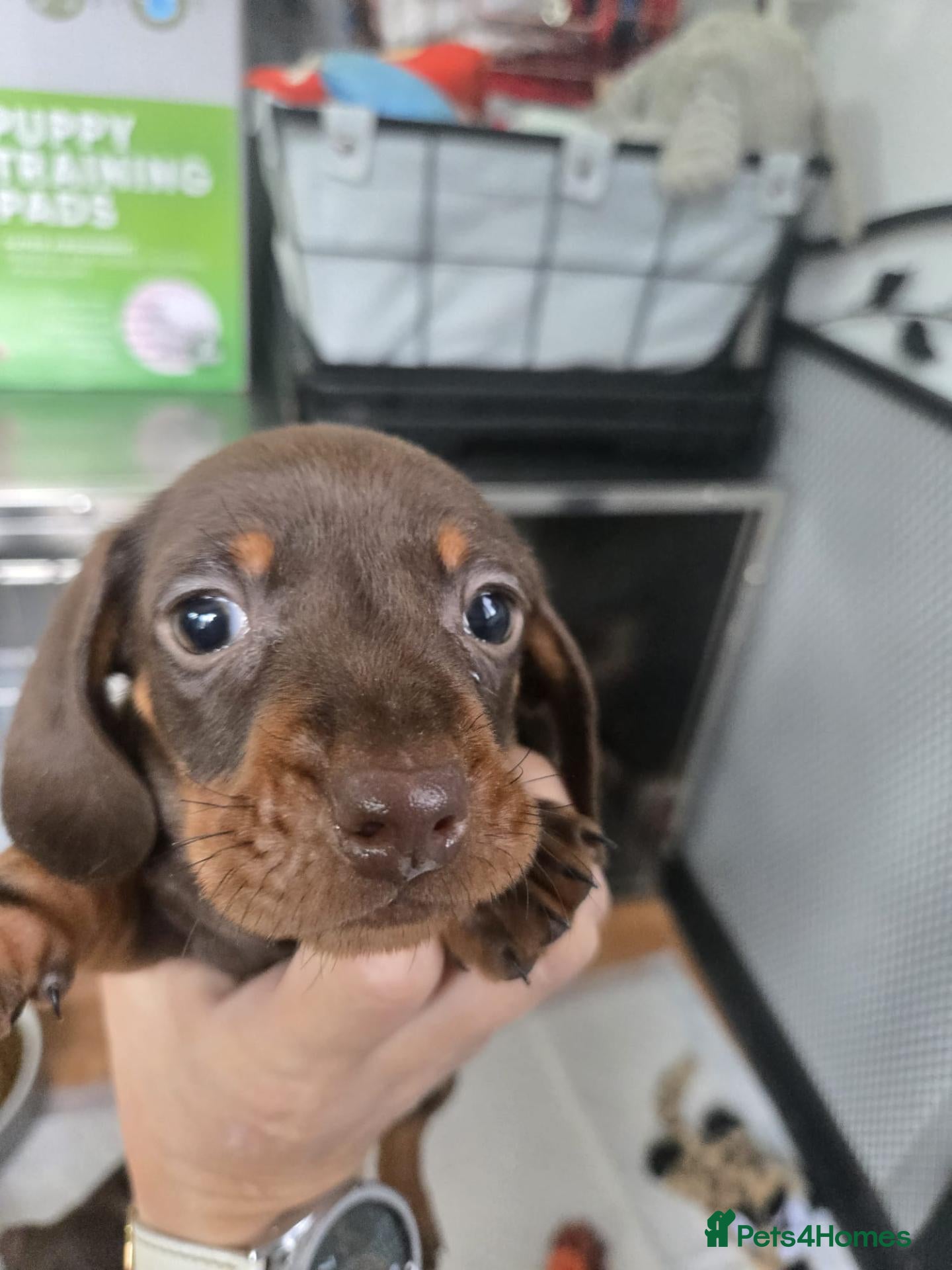 Miniature Dachshund dogs Miniature daschund pups - Advert 9