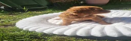 Mixed Breed dogs for sale: Stunning little cockerpoo lookalike boys  - Advert 11