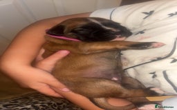 Boxer dogs for sale: 3 girls left - Image 4