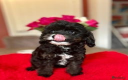 Cavapoo dogs for sale: Real Life Teddy Bears, Cavapoo babies  - Image 1