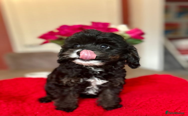 Cavapoo dogs - Advert 7