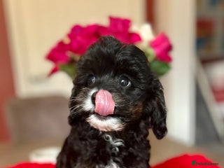Cavapoo dogs - Advert 13