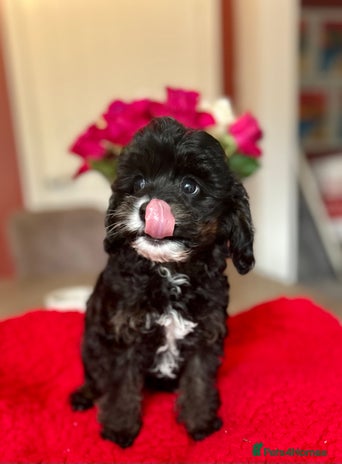 Cavapoo dogs - Advert 12