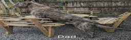 Irish Wolfhound dogs for sale: Irish Wolfhound puppies  - Advert 4