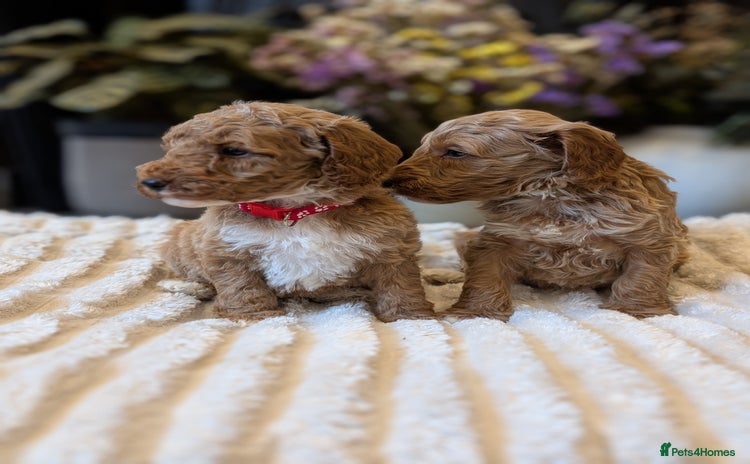 Australian Labradoodle dogs - Advert 3