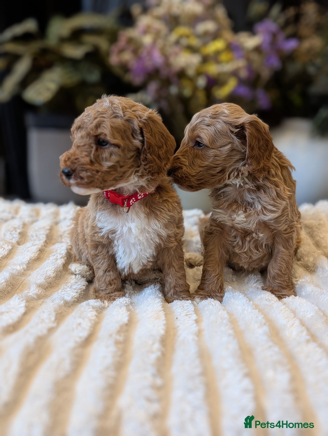 Australian Labradoodle dogs for sale: Mini Australian labradoodles, DNA health tested. - Image 1