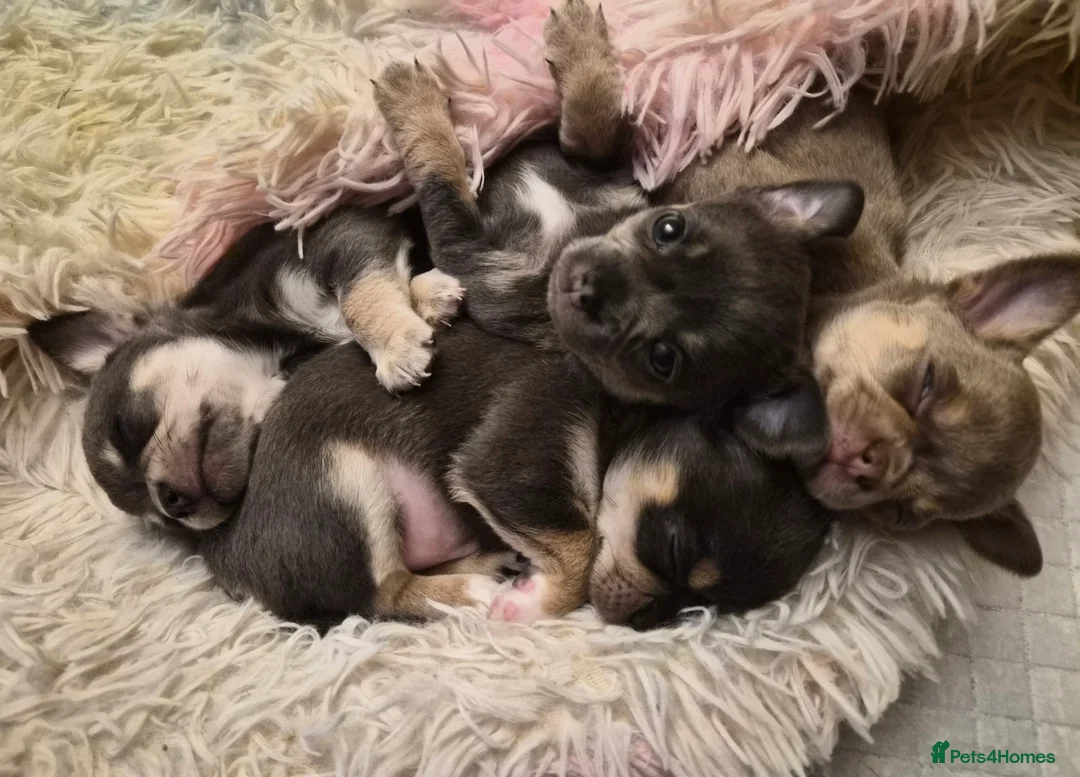 Chihuahua dogs for sale: 3 boy chihuahuas  - Advert 2