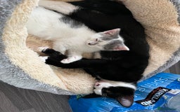 Mixed Breed cats for sale: Cute kittens looking for loving home  - Image 15