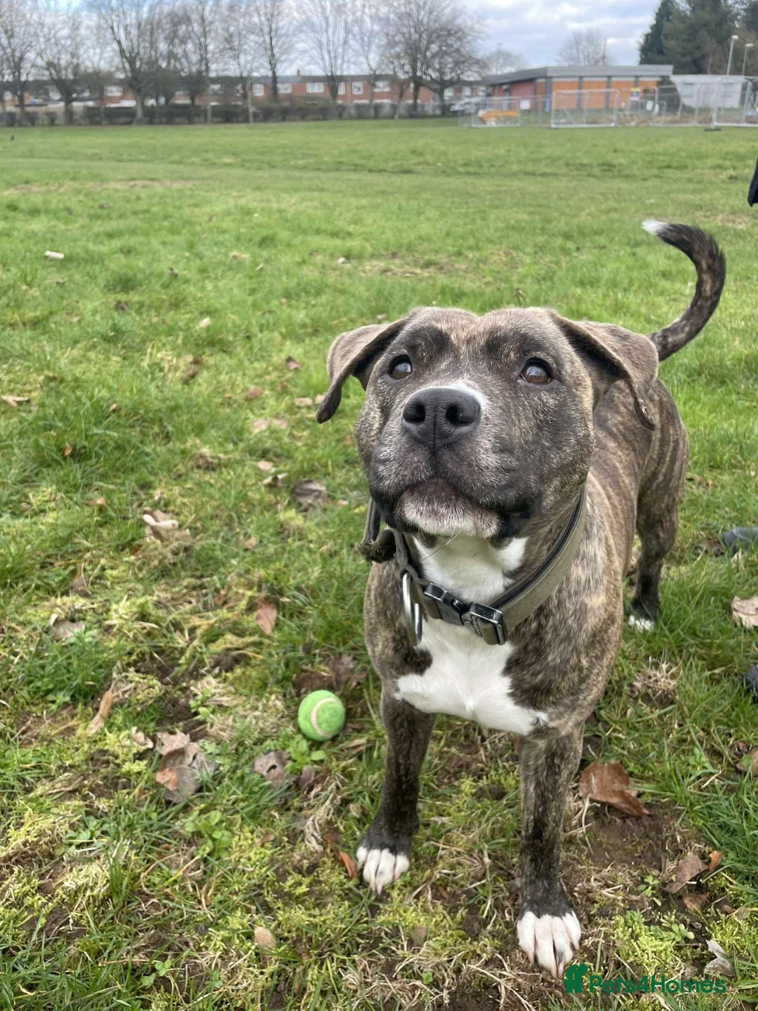Mixed Breed dogs for sale: JADA (loving staff cross)  in Basingstoke - Advert 2
