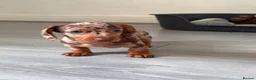 Dachshund dogs for sale: 3 Dachshund girls in Nelson - Advert 10