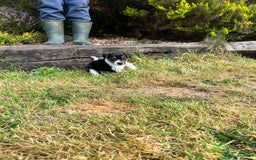Jack Russell dogs for sale: Tri coloured Jack Russell puppies  - Image 2