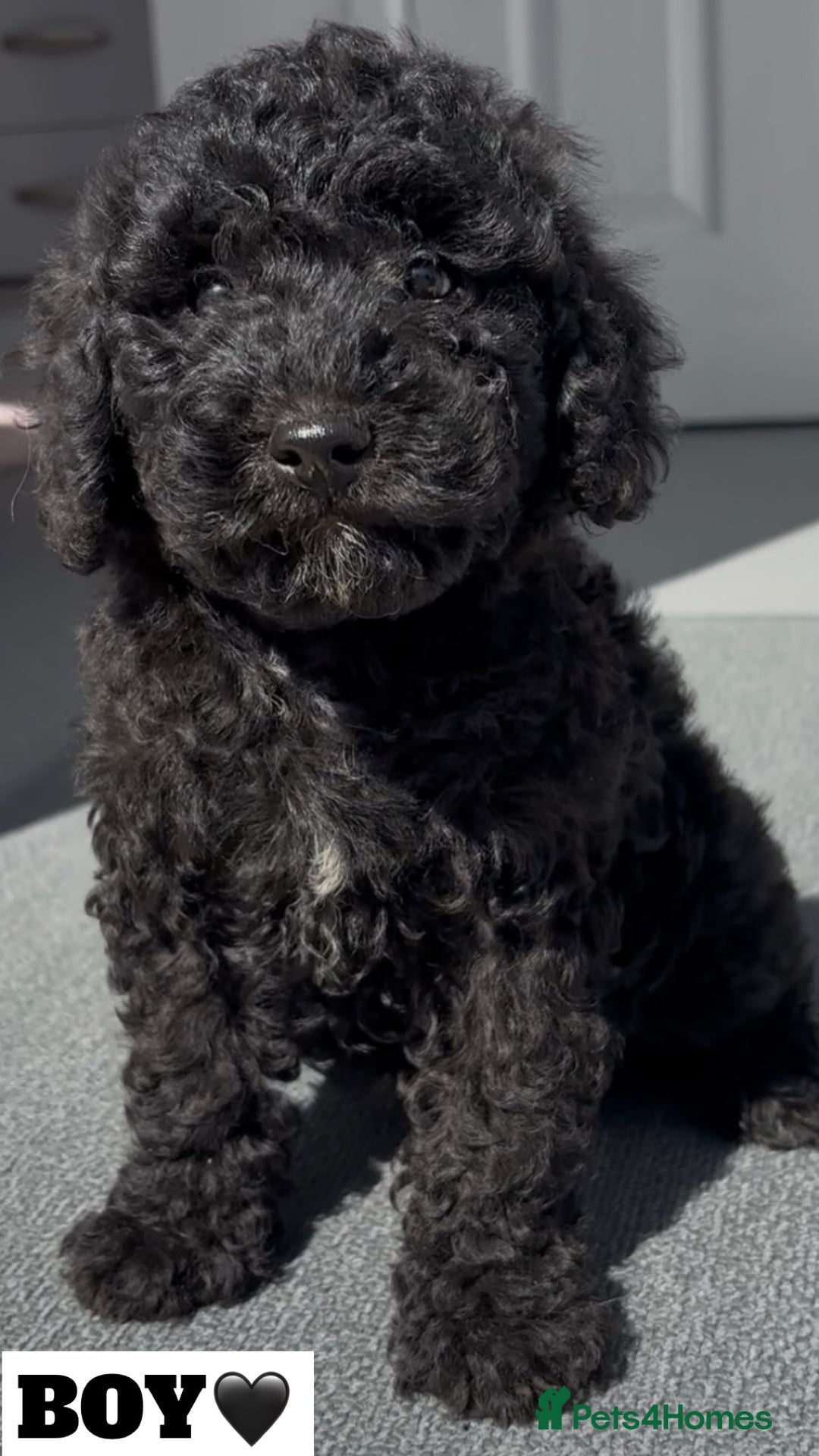 Cockapoo dogs for sale: BEAUTIFUL TOY F1B COCKAPOOS - Image 4