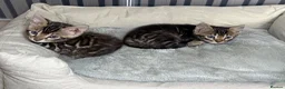 Bengal cats for sale: Unique Bloodline Bengals Tica Reg - Advert 9
