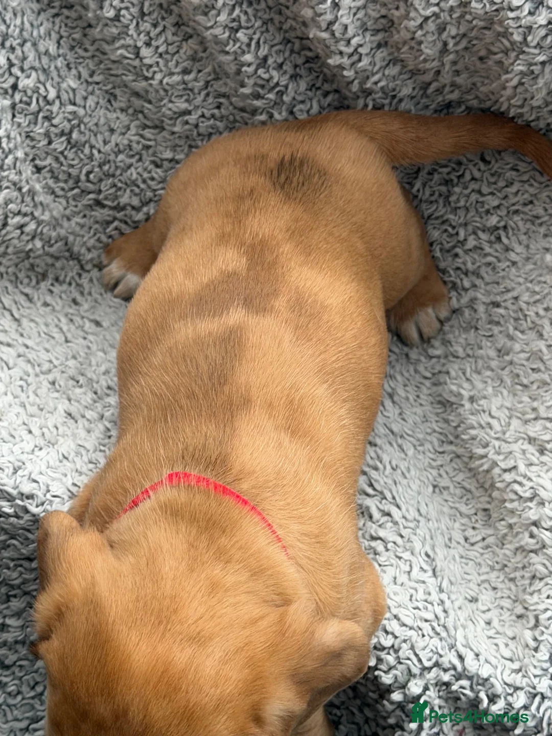 Doxiepoo dogs for sale: 2 beautiful boys remaining out of a litter of 5 - Advert 5