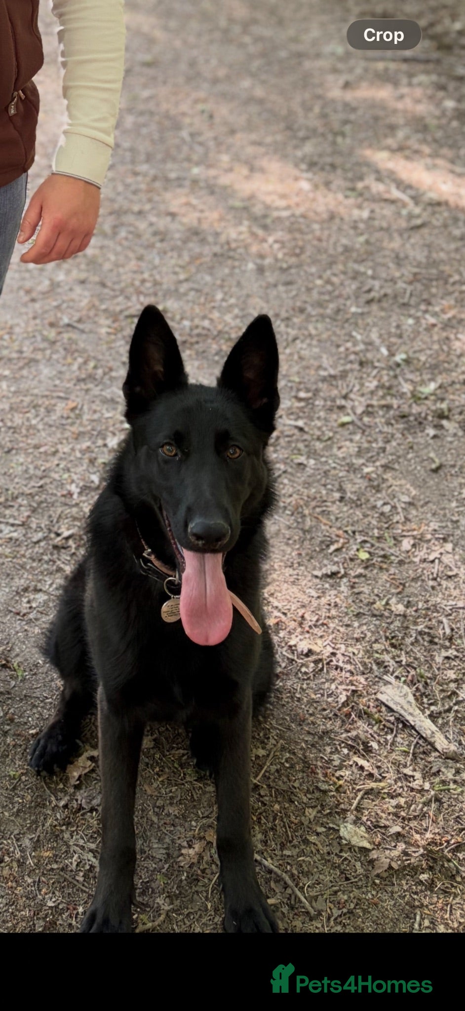 German Shepherd dogs Bitch GSD - Advert 14