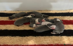 Whippet dogs for sale: Kc reg whippets Hear and eye tested parents  - Image 5